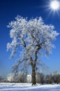 Alone winter tree