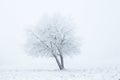 Alone winter tree in fog