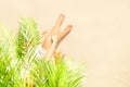 Alone woman applying sunscreen on skin sitting under palm tree branches. Female relaxation on the sand of the beach at summer Royalty Free Stock Photo