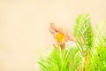 Alone woman sitting under palm tree branches with glass of water with piece orange. Female relaxation on the sand of the beach Royalty Free Stock Photo