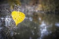 Alone yellow leaf of aspen on a dark background of the river. Au Royalty Free Stock Photo