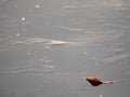 Alone yellow leaf of aspen on dark ice of river Royalty Free Stock Photo