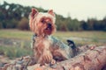 One dog of a Yorkshire terrier walks along a tree trunk and courageously explores the world of the wild forest