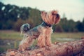 One dog of a Yorkshire terrier walks along a tree trunk and courageously explores the world of the wild forest