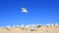 Alone young seagull is flying over the flock Royalty Free Stock Photo