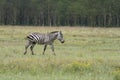 Alone zebra Royalty Free Stock Photo