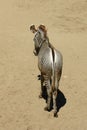 Alone Zebra Royalty Free Stock Photo