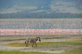 Alone zebra Royalty Free Stock Photo