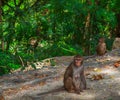 Alonely monkey in the forest. Royalty Free Stock Photo