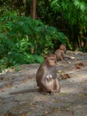 Alonely monkey in the forest. Royalty Free Stock Photo