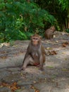 Alonely monkey in the forest . Royalty Free Stock Photo