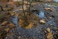 Along the Banks of the Neuse River