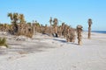 Beach at Little Talbot Island State Park, Florida