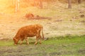 Along brown cow chewing grass against a green field Royalty Free Stock Photo