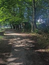 Along the forest path