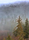 Along Haines Highway in Alaska in early November