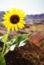Wildflower, desert, sunshine, yellow, Badlands Royalty Free Stock Photo