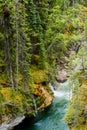 Along maligne canyon trees, rock and water