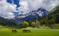 Along the meadows in Abkhazia, a herd of horses is walking. Royalty Free Stock Photo