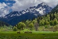 Along the meadows in Abkhazia, a herd of horses is walking. Beautiful view of the high mountains Royalty Free Stock Photo