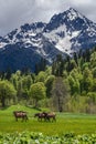 Along the meadows in Abkhazia Royalty Free Stock Photo