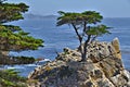 Lone Cypress 17 Mile Drive Royalty Free Stock Photo