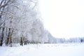 Along the path of snow trees. Snow alleys, trees in the frost, white snowdrifts. Winter forest, tree branches in frost. Cloudy sky Royalty Free Stock Photo