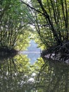 riverside mangrove Royalty Free Stock Photo