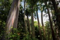 Ke`anae Arboretum Eucalyptus Trees