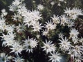 Along road white Flannel flowers