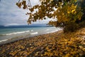 Along the shore of a lake. Trees in autumn colors grow next to the water. Royalty Free Stock Photo