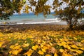 Along the shore of a lake. Trees in autumn colors grow next to the water. Royalty Free Stock Photo