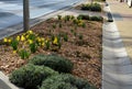 Along the sidewalk with a concrete gutter of water grow in the flowerbed of yellow flowers. Mulch is a wood chip from the organic