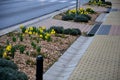 Along the sidewalk with a concrete gutter of water grow in the flowerbed of yellow flowers. Mulch is a wood chip from the organic