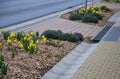 Along the sidewalk with a concrete gutter of water grow in the flowerbed of yellow flowers. Mulch is a wood chip from the organic