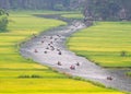 Along Tam Coc stream inside a ripen rice field.