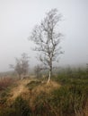 Along tree in the misty day Royalty Free Stock Photo