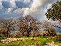 Alonim, Alonei Abba Israel, a beautiful day in an Oak tree field, with green grass. Royalty Free Stock Photo