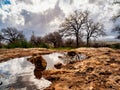 Alonim, Alonei Abba Israel, a beautiful day in an Oak tree field, with green grass. Royalty Free Stock Photo