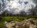 Alonim, Alonei Abba Israel, a beautiful day in an Oak tree field, with green grass. Royalty Free Stock Photo
