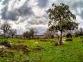 Alonim, Alonei Abba Israel, a beautiful day in an Oak tree field, with green grass. Royalty Free Stock Photo