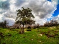 Alonim, Alonei Abba Israel, a beautiful day in an Oak tree field, with green grass. Royalty Free Stock Photo