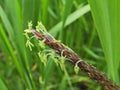 Alopecurus myosuroides, foxtail grass.