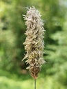 Alopecurus pratensis (Field meadow foxtail) Royalty Free Stock Photo