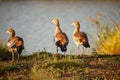 Alopochen aegyptiaca or Egyptian Goose in Kenya