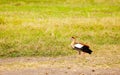 Alopochen aegyptiaca or Egyptian Goose in Kenya Royalty Free Stock Photo