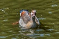 Alopochen aegyptiacus Egypt Nile goose or geese