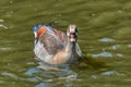 Alopochen aegyptiacus Egypt Nile goose or geese