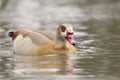 Alopochen aegyptiacus, Egyptian Goose Royalty Free Stock Photo