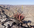 Aloe plant growing in fish river canyon Royalty Free Stock Photo